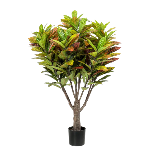 Croton Tree