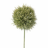 Allium Stem