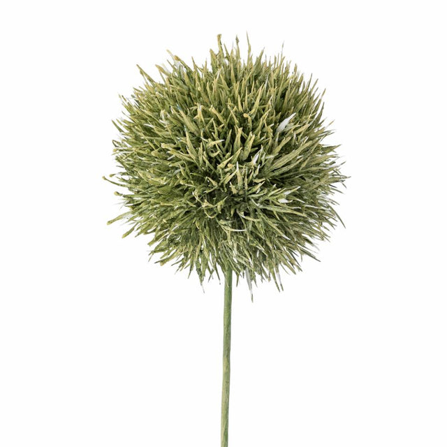 Allium Stem