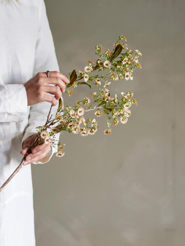 Waxflower Stem
