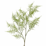 Fern Stem