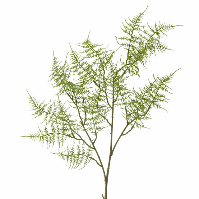 Fern Stem