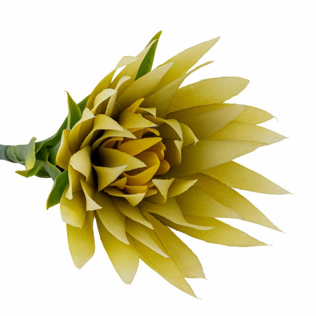Lily Stem