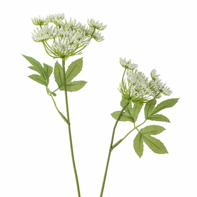 Fennel Stem
