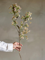 Waxflower Stem