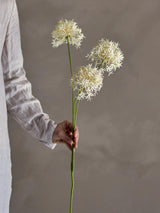 Allium Stem