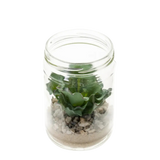 Echeveria Rosea in Glass