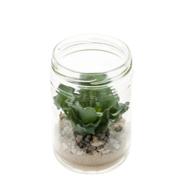 Echeveria Rosea in Glass