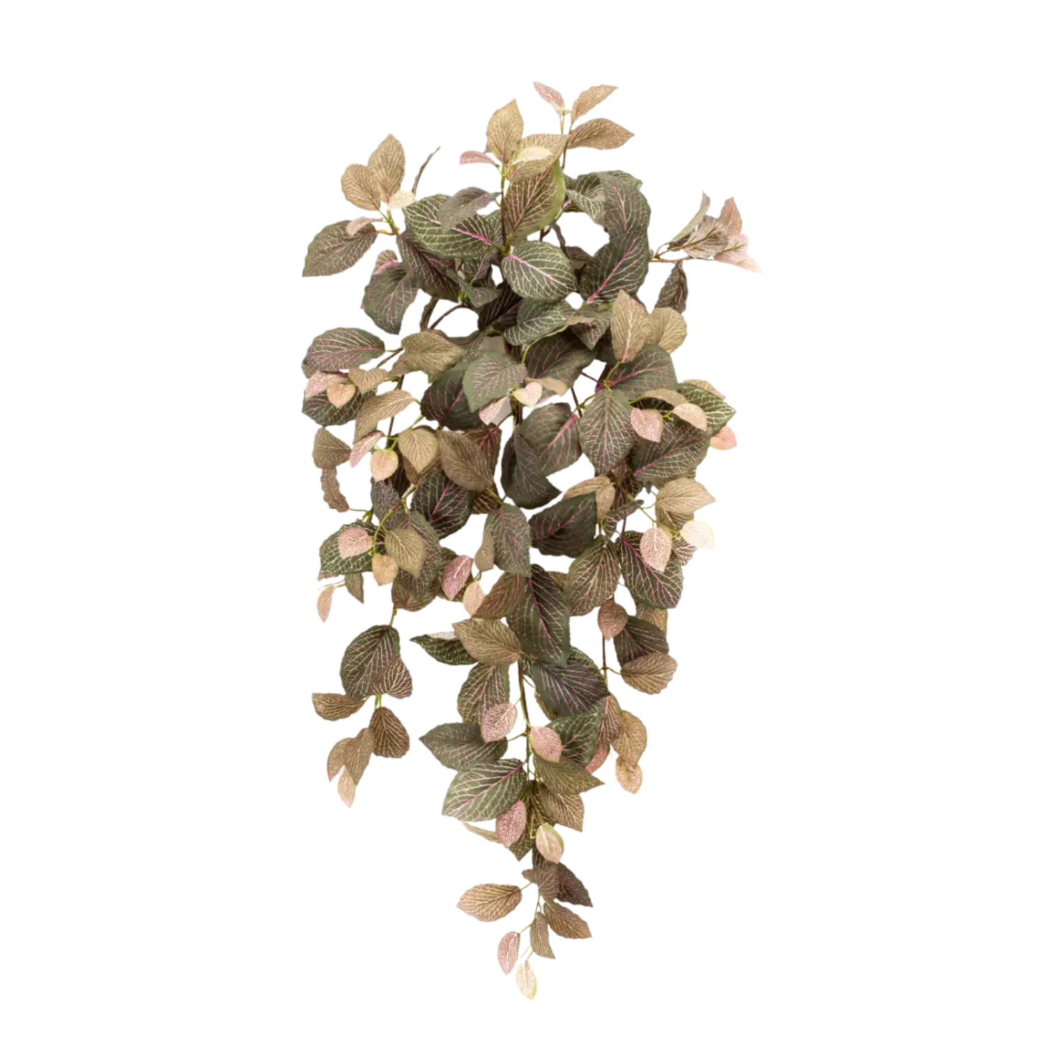 Fittonia Hanging Bush