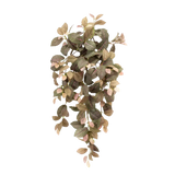 Fittonia Hanging Bush