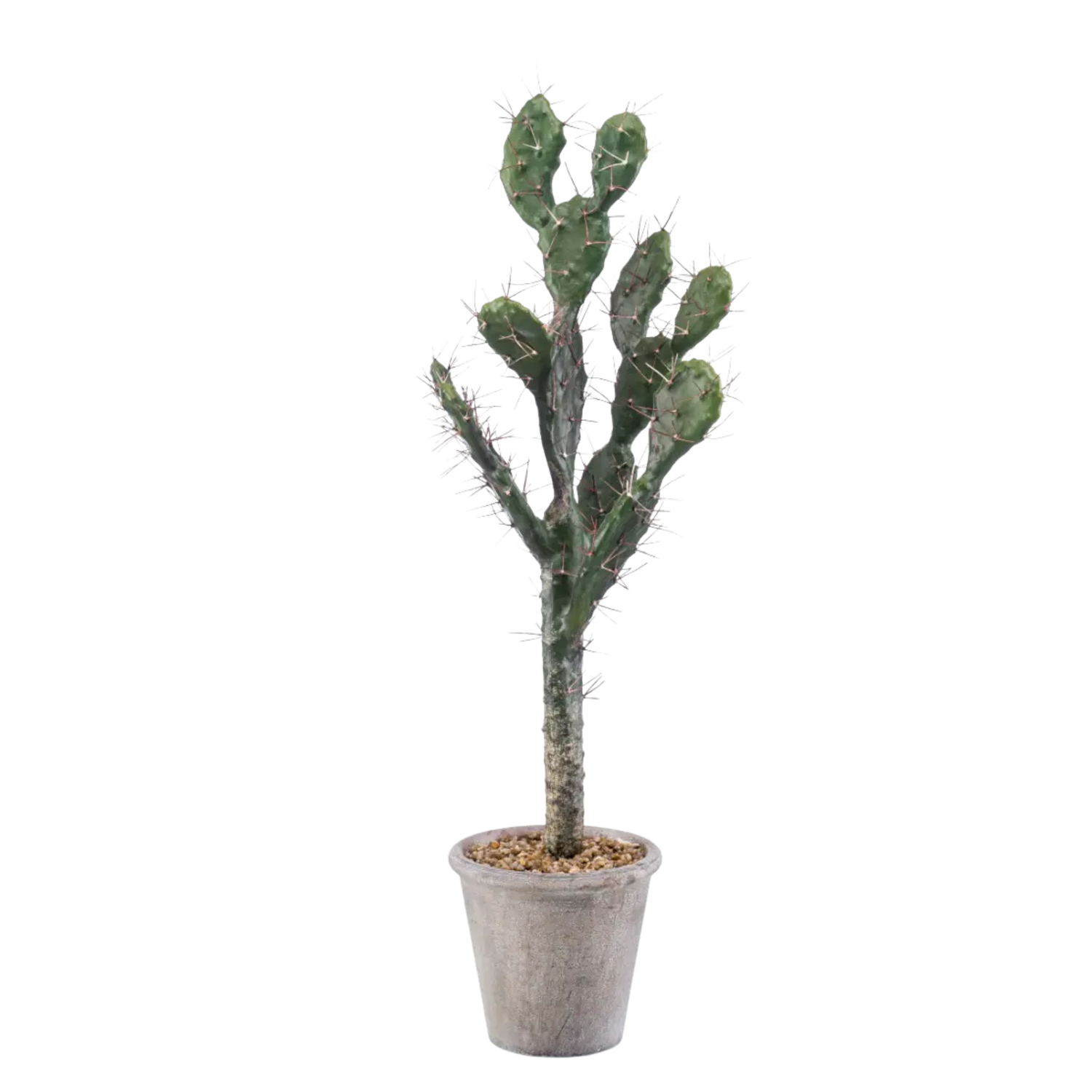 Cactus Sabra
