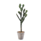 Cactus Sabra