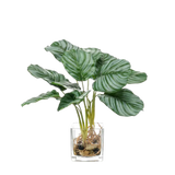 Calathea 12x39cm in Glass Pot 10cm