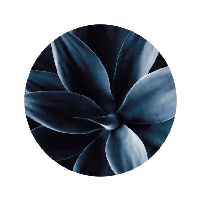 Circle Art Dark Plant